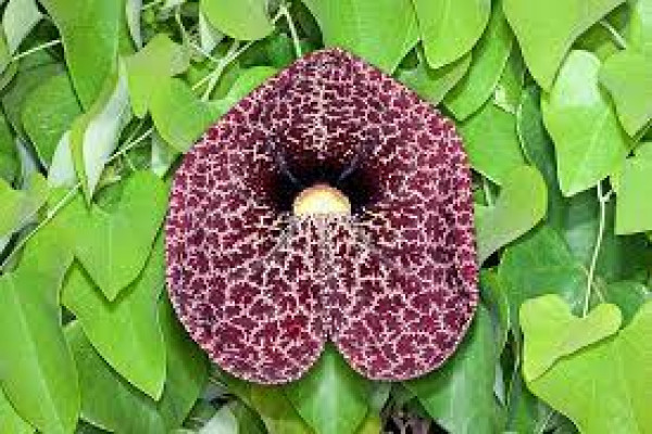 Aristolochia milhomens
