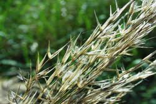 Arundo mauritanica