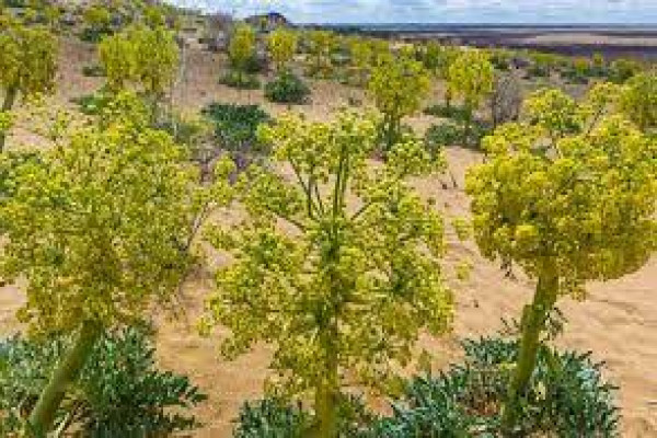 Asafoetida