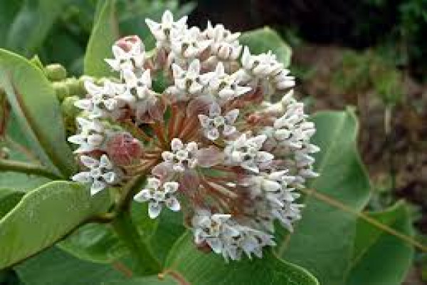 Asclepias syriaca (Cornut...