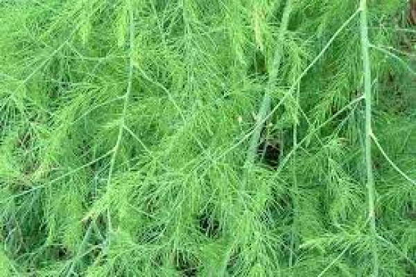 Asparagus officinalis