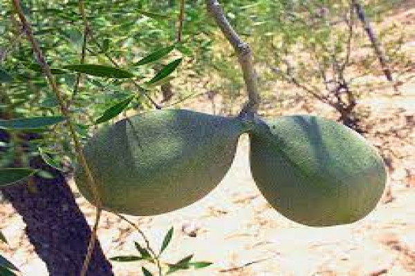 Aspidosperma (Quebracho)