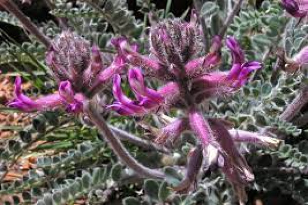 Astragalus mollissimus
