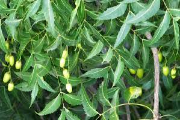 Azadirachta indica