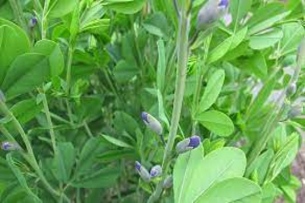 Baptisia tinctoria