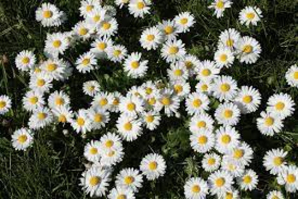 Bellis perennis