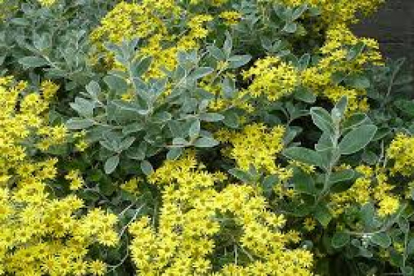 Brachyglottis