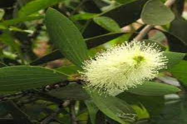 Cajuputum