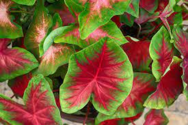 Caladium seguinum